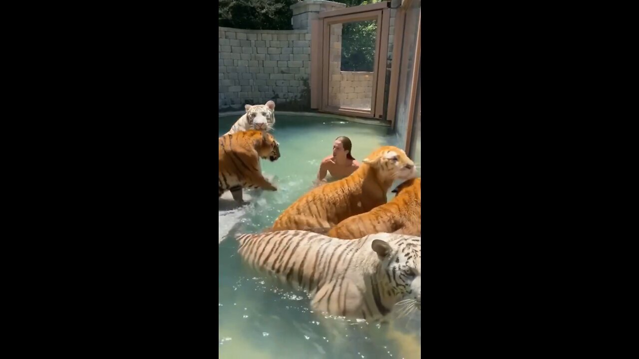 Swimming with tigers