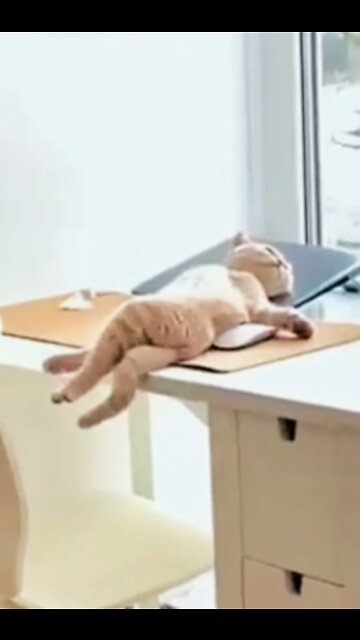 Funny cat videos 😂|| funny video || #funny