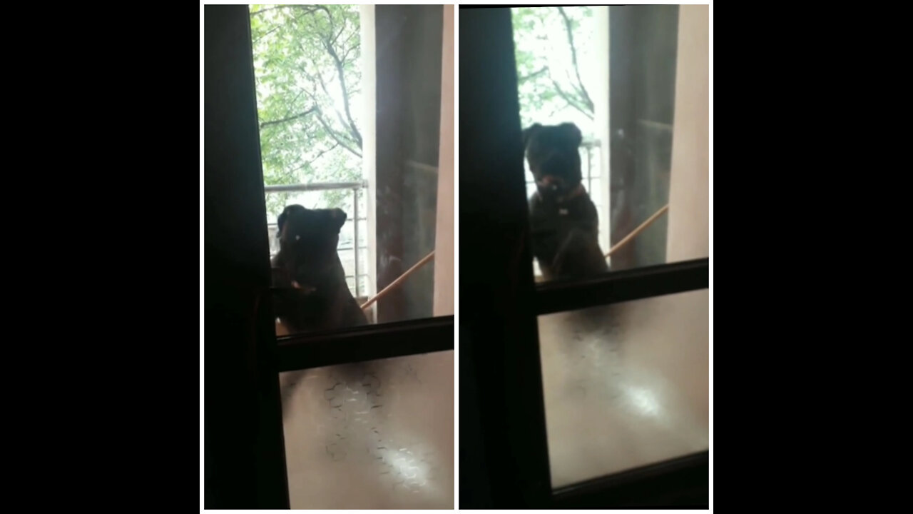 Impatient dog hilariously rings doorbell to come inside