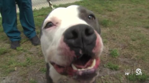 Treatment of animals questioned at temporary shelter in St. Lucie County