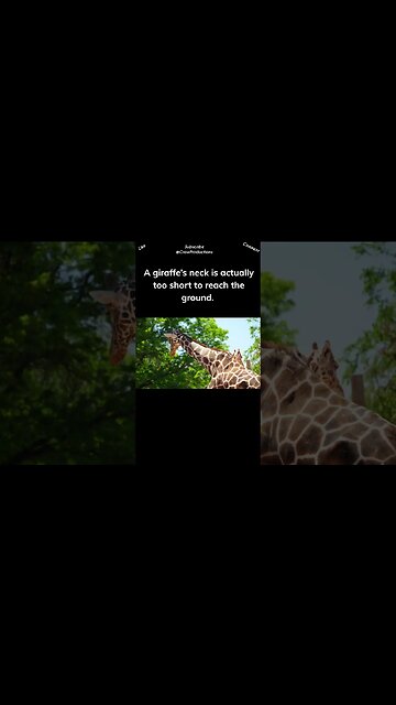 Can giraffes bend their necks #giraffe #shorts