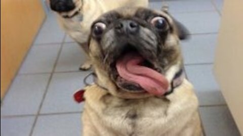 Funnies compilation of Animal fails😂😂😂