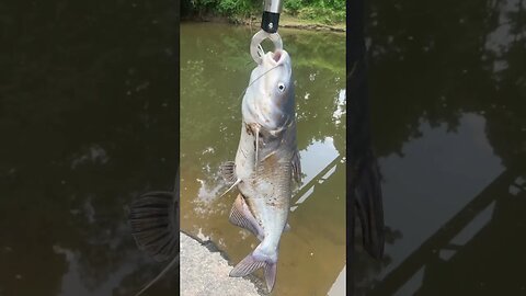 First fish of the day! 5lbs Blue Catfish 😁 #fishing #outdoors #nature