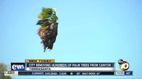 Palm trees flown out of canyon