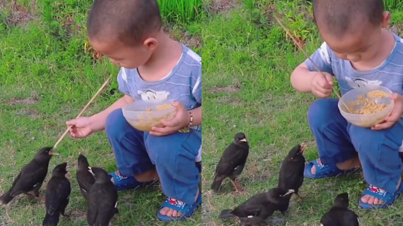 The kind little boy is feeding a flock of crows