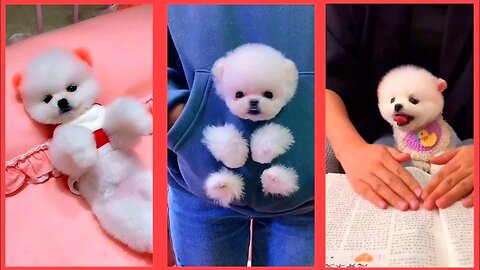 Baby_Dogs_-_Cute_and_Funny_Dog_Videos_Compilation_#1