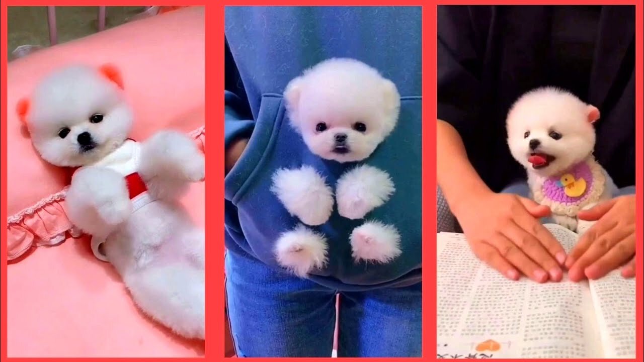 Baby_Dogs_-_Cute_and_Funny_Dog_Videos_Compilation_#1