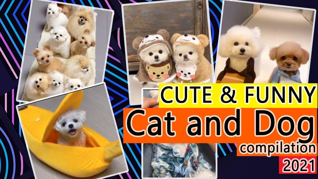 Adorable Pet you never want to miss watching again and again!!!