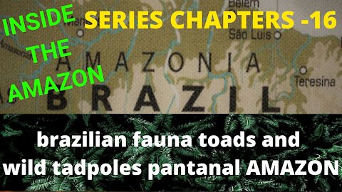 brazilian fauna toads and wild tadpoles pantanal AMAZON