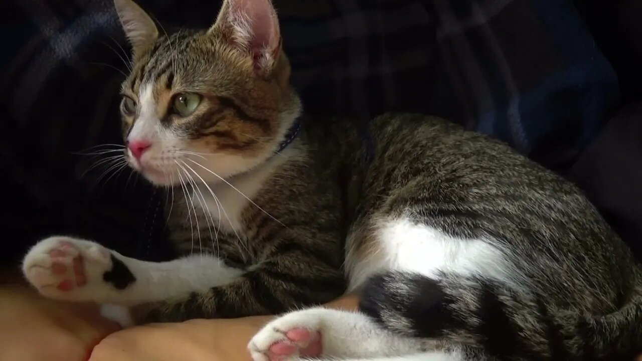A Picnic with the Cat