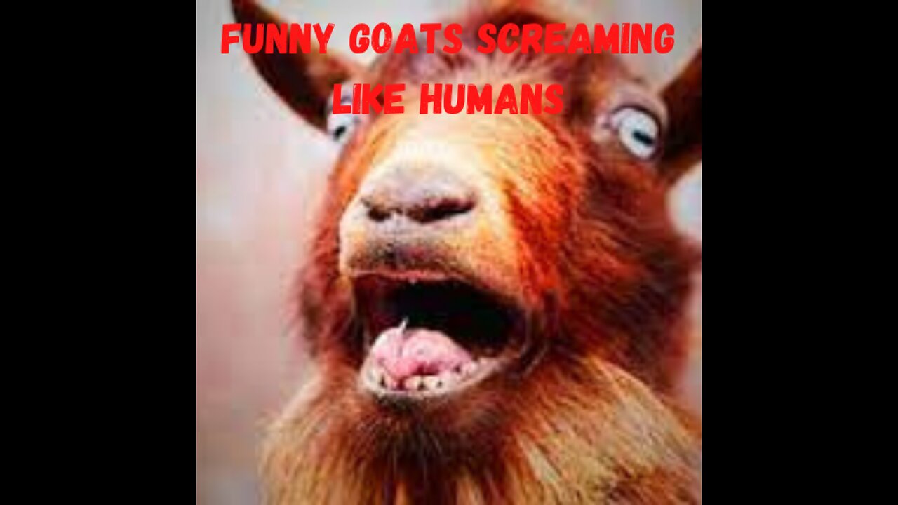 Try Not to Laugh at Goats Screaming Like Humans