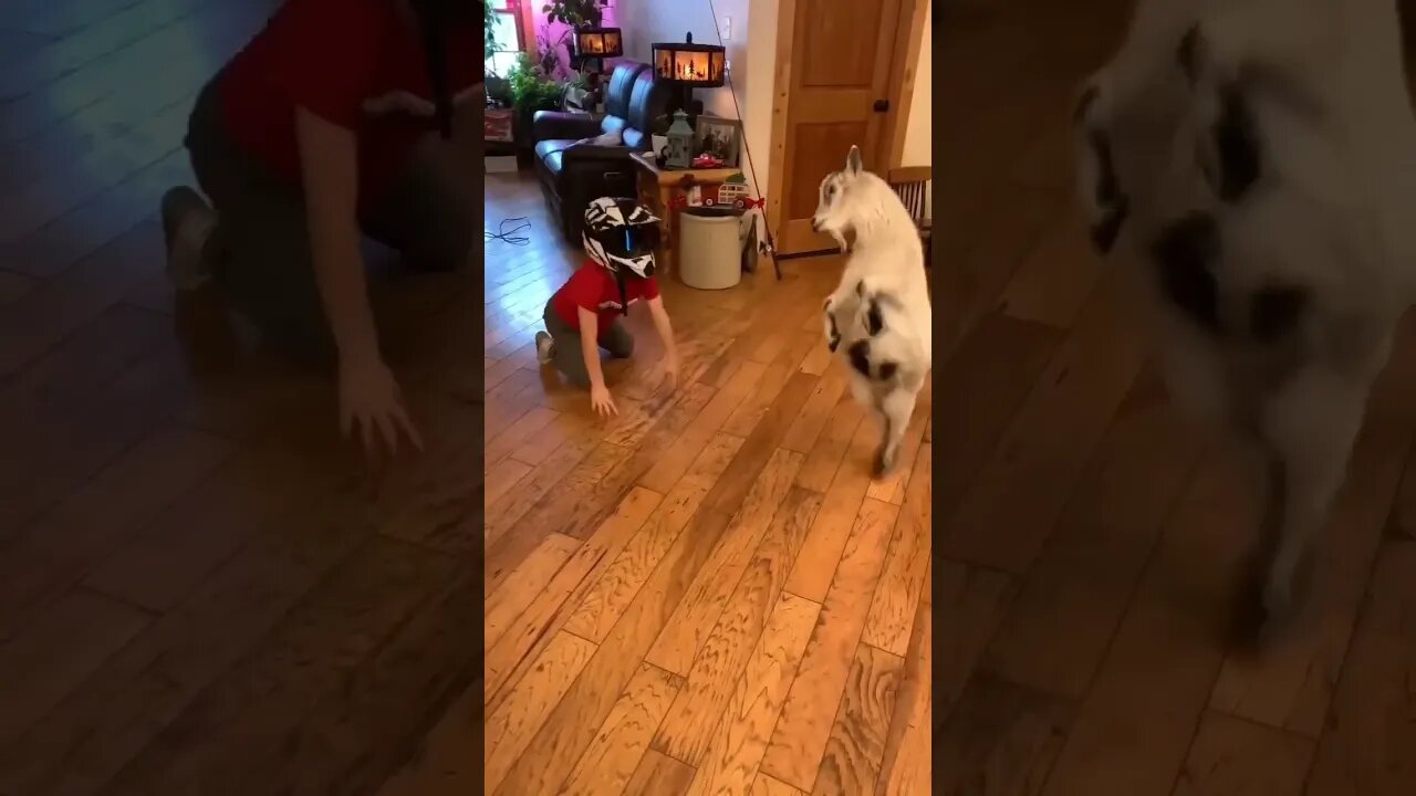 A Boy and his Goat