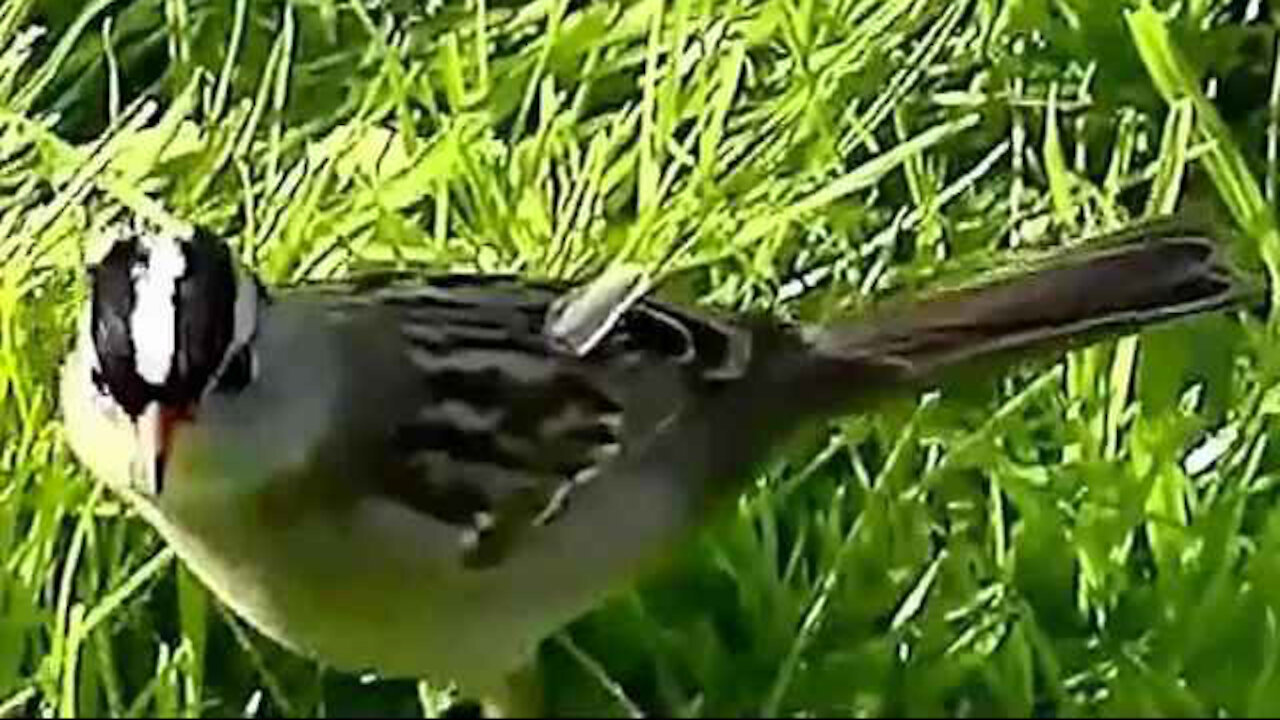 IECV NV #29 - 👀 A Chickadee And A White Crowned Sparrow Even Some House Sparrows 5-12-2014