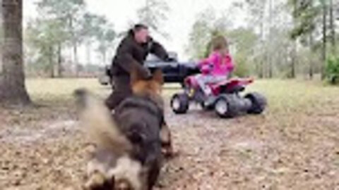 14 Most Aggressive Guard Dogs in the World