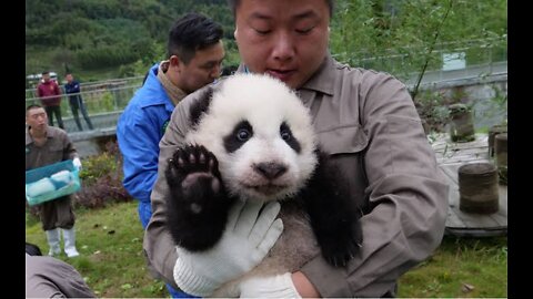 Aww Funny And Cute Panda Compilation