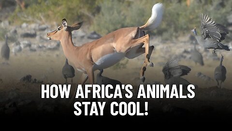 Spectacular Animals in Africa That Are Surprisingly Able to Stay Cool in Hot Weather Conditions!