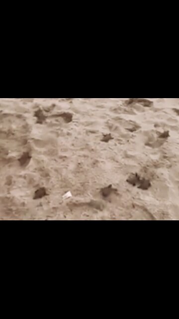 Baby Turtles: Running Journey to the Ocean