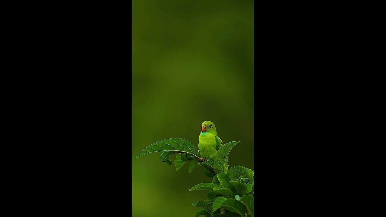 The Natural Love With Bird