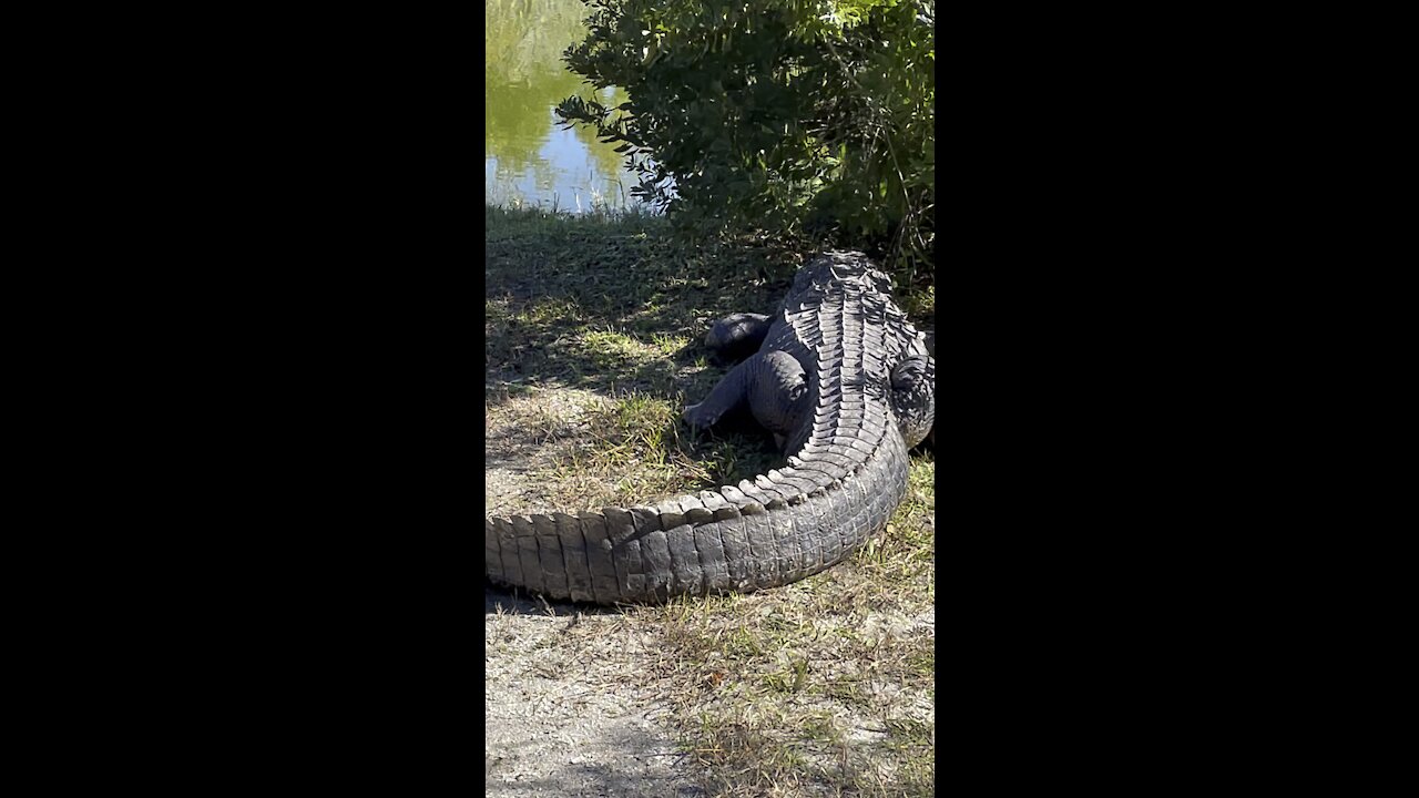 Seeing my first real life Florida gator in the wild.