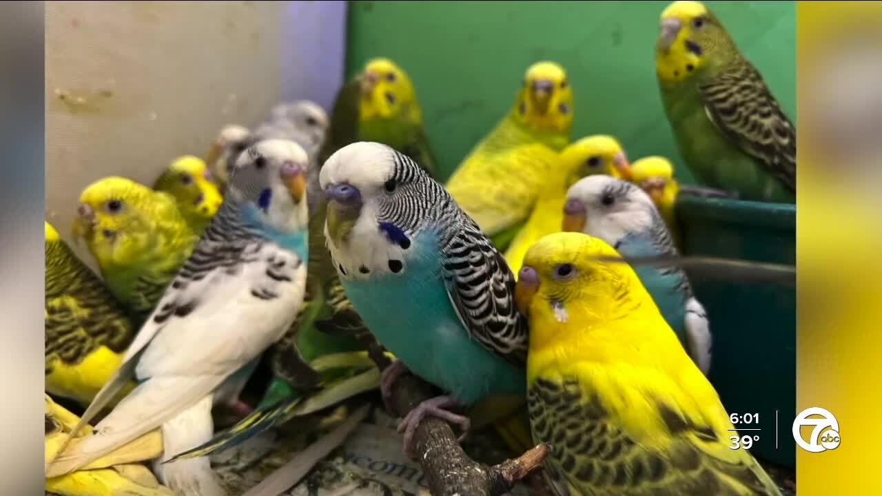 836 parakeets discovered in home