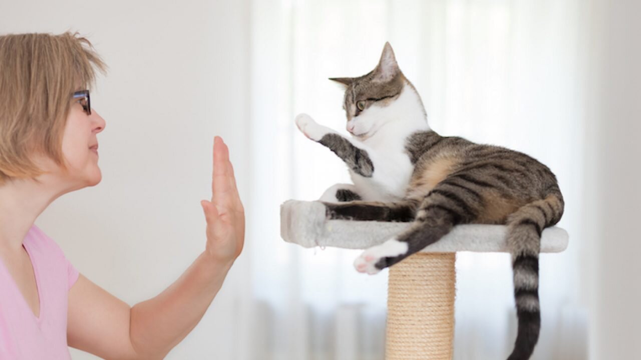 30 Very Useful And Fun Tricks For Your Cat