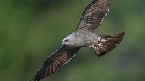 Incoming Mississippi Kites, Sony A1/SonyAlpha1, 4k Frame Animation