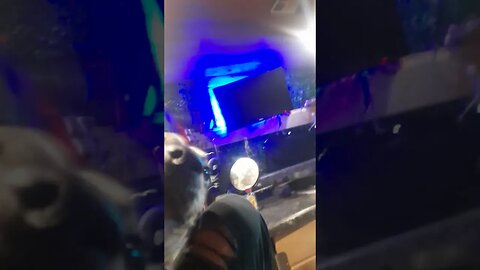 Van Life Doggo Play Time