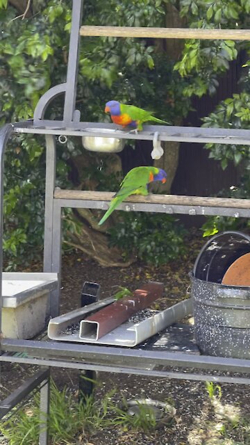 Tropical birds and cockatoo in backyard