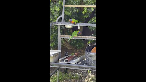 Tropical birds and cockatoo in backyard