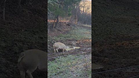 Pigs out and about on a Frosty Winter Morning @UncleTimsFarm #kärnəvór