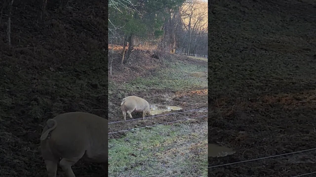 Pigs out and about on a Frosty Winter Morning @UncleTimsFarm #kärnəvór