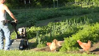 Several Chickens Follow A Man As He Tills The Garden