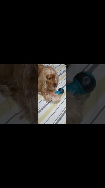 #dogshow , #animals , #dog , ,#shorts