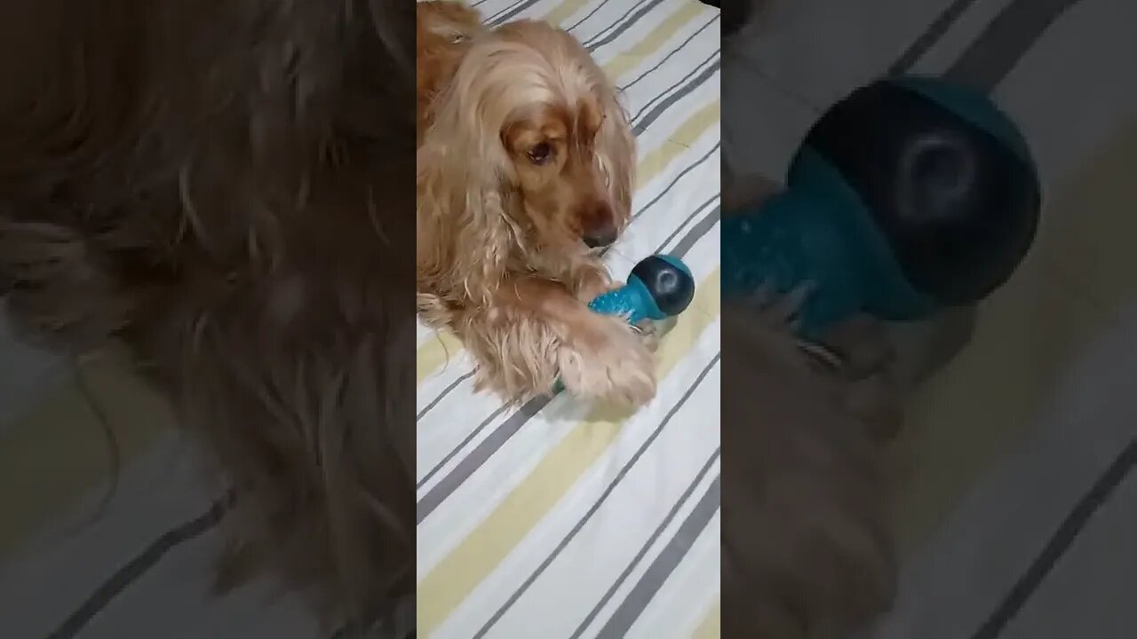 #dogshow , #animals , #dog , ,#shorts