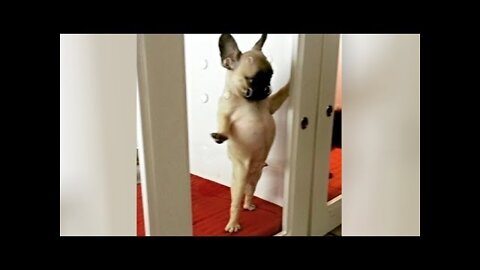 Funny Pets Compilation