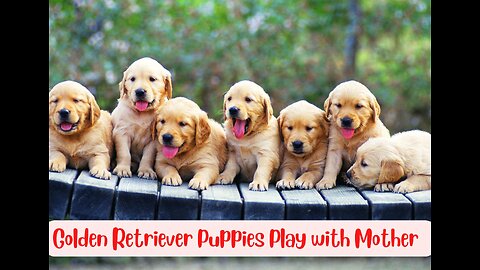 Swarm of Golden Retriever puppies