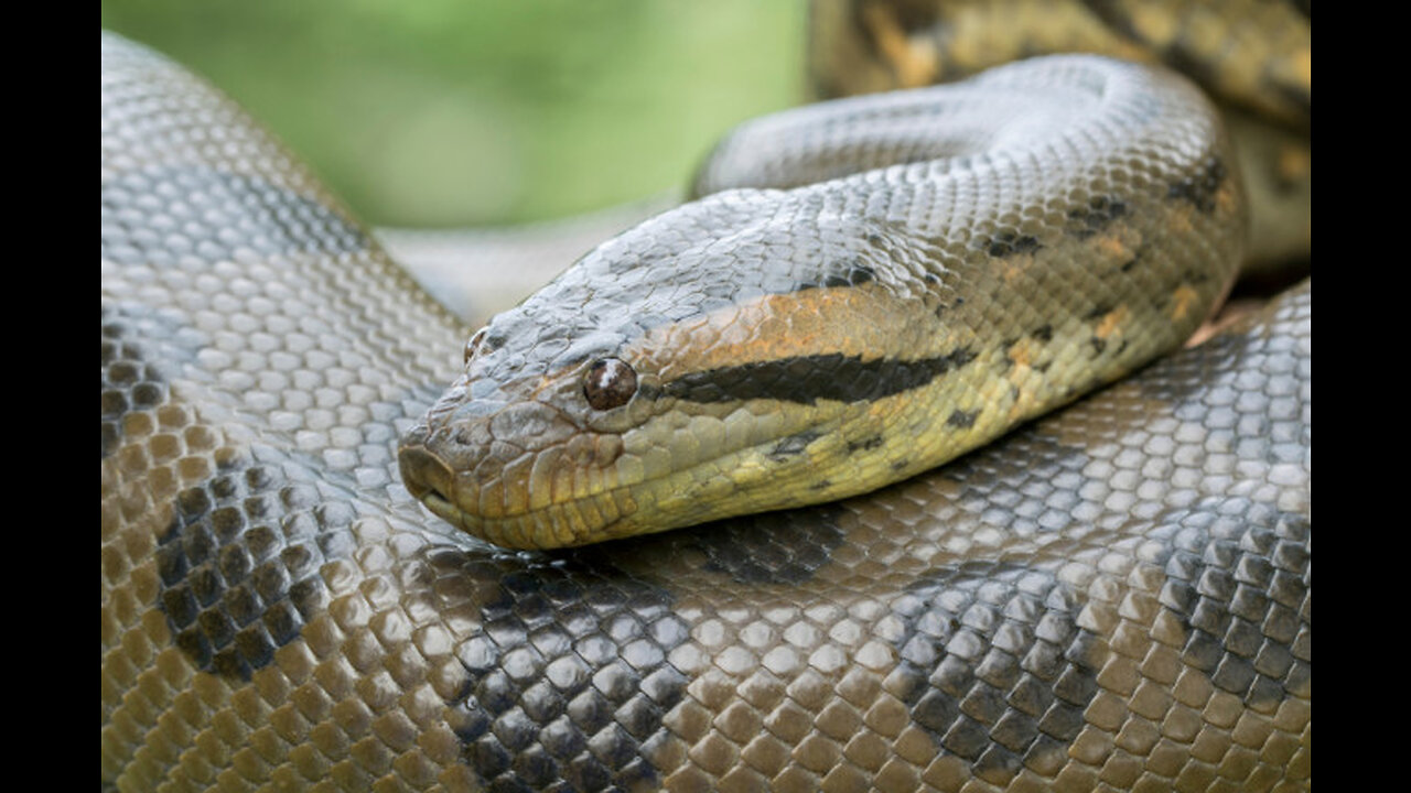 5 Dangerous Animals That Call The Amazon River