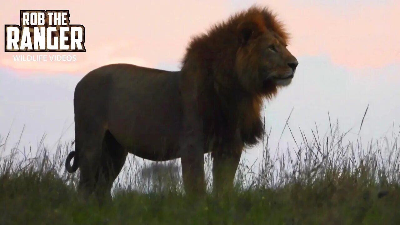 Lions At Dawn | Maasai Mara Safari | Zebra Plains