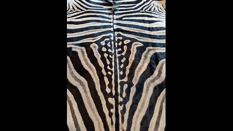 Large Felted Trophy Burchel Zebra Rug Hide