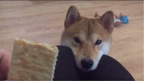 Dog always begs for his owner's food!