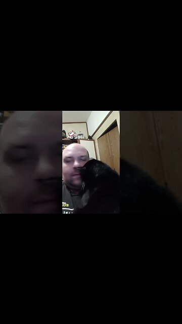 kitty loves #shortsvideo #shortsfeed #youtubeshorts #cat #catvideos