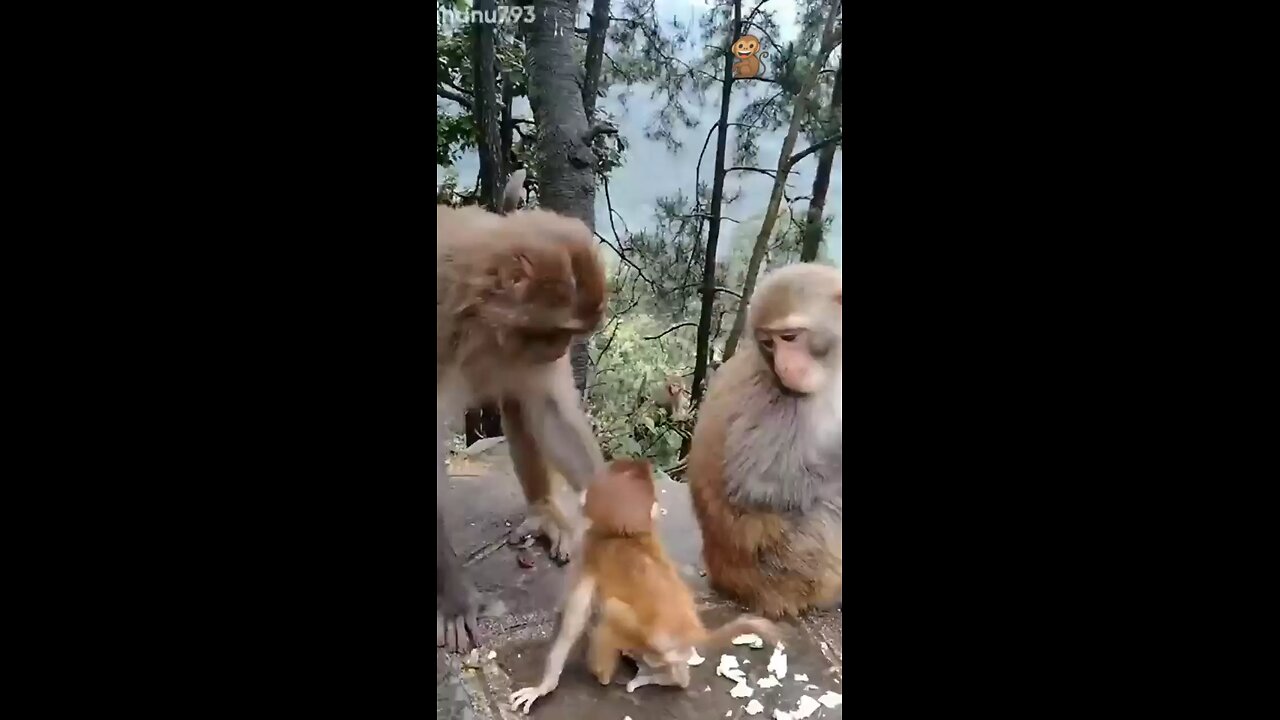 🥰mother monkey 🐵 with child monkey 🐒 🚸