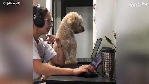 Cão tenta participar de teletrabalho da dona