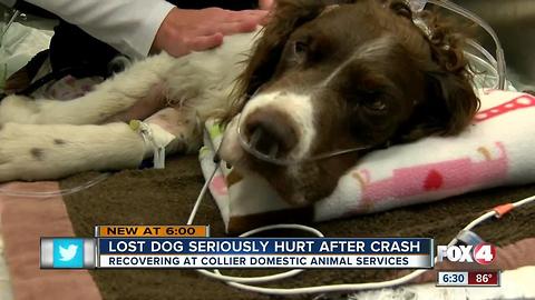 Collier DAS needs help finding owner and raising money for dog hit by car