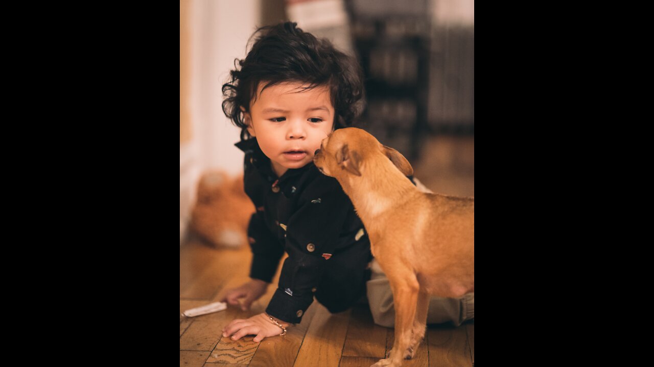 Funny Babies laugh hysterically while seeing puppies around them.