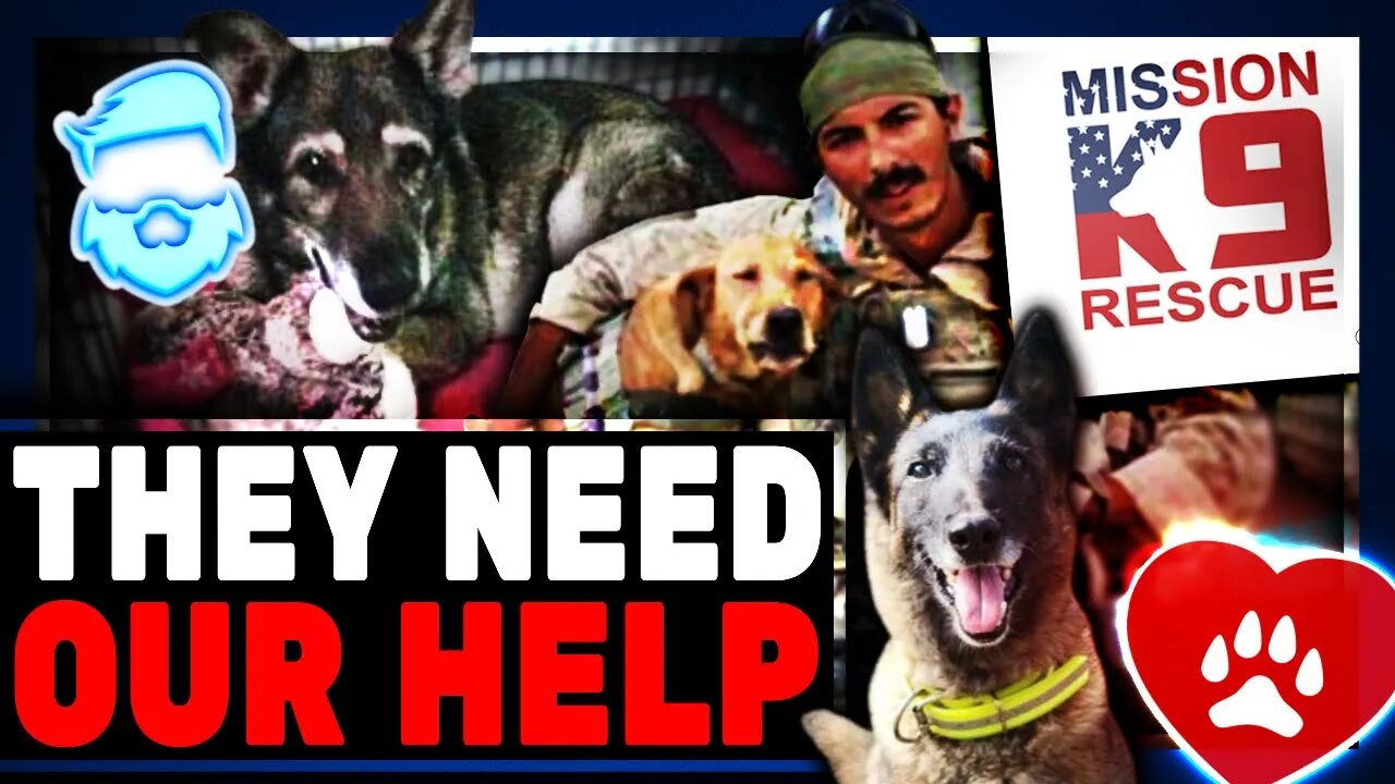 These Hero Military Dogs Need Our Help!