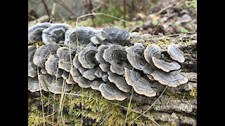 Turkey Tail Mushrooms