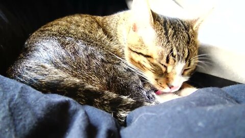 Cat Grooming in Bed