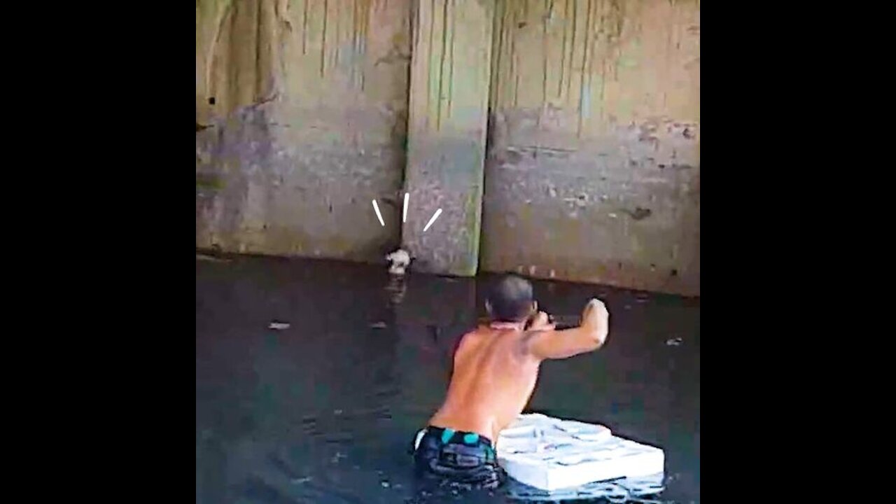 Guy Swims In Polluted Canal To Save A Kitten
