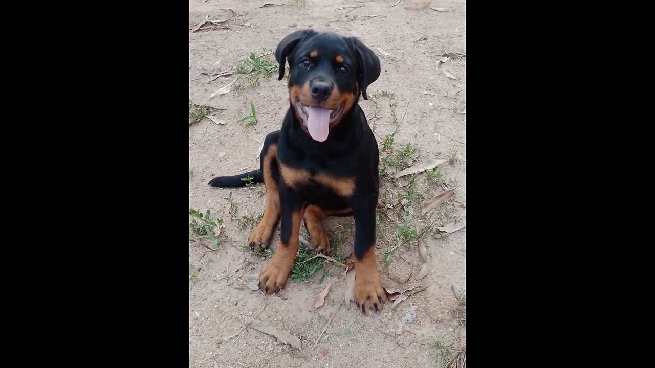 Rotweiler & sri lankan shund puppies playing